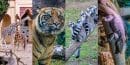 Bioparco – ogród zoologiczny w Rzymie