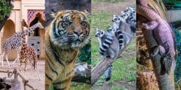Bioparco – ogród zoologiczny w Rzymie