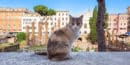 Largo Argentina i schronisko dla kotów w Rzymie