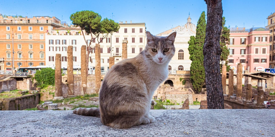 Largo Argentina i schronisko dla kotów w Rzymie